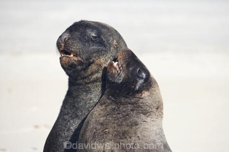 animal;animals;beach;beaches;bull;bulls;coast;coastal;coastline;Dunedin;Hookers-Sea-Lion;Hookers-Sea-Lions;Hookers-Sea-Lion;Hookers-Sea-Lions;male;mammal;mammals;marine-mammal;marine-mammals;N.Z.;New-Zealand;New-Zealand-Sea-Lion;New-Zealand-Sea-Lions;NZ;Otago;Otago-Peninsula;Phocarctos-hookeri;S.I.;sand;Sandfly-Bay;sandy;sea-lion;sea-lions;shore;shoreline;SI;South-Is.;South-Island;wildlife