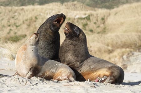 animal;animals;beach;beaches;bull;bulls;coast;coastal;coastline;Dunedin;Hookers-Sea-Lion;Hookers-Sea-Lions;Hookers-Sea-Lion;Hookers-Sea-Lions;male;mammal;mammals;marine-mammal;marine-mammals;N.Z.;New-Zealand;New-Zealand-Sea-Lion;New-Zealand-Sea-Lions;NZ;Otago;Otago-Peninsula;Phocarctos-hookeri;S.I.;sand;Sandfly-Bay;sandy;sea-lion;sea-lions;shore;shoreline;SI;South-Is.;South-Island;wildlife
