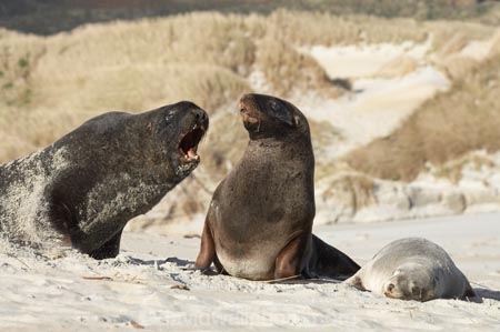 animal;animals;beach;beaches;bull;bulls;coast;coastal;coastline;Dunedin;Hookers-Sea-Lion;Hookers-Sea-Lions;Hookers-Sea-Lion;Hookers-Sea-Lions;male;mammal;mammals;marine-mammal;marine-mammals;N.Z.;New-Zealand;New-Zealand-Sea-Lion;New-Zealand-Sea-Lions;NZ;Otago;Otago-Peninsula;Phocarctos-hookeri;S.I.;sand;Sandfly-Bay;sandy;sea-lion;sea-lion-calf;sea-lion-calfs;sea-lion-cub;sea-lion-cubs;sea-lion-pup;sea-lion-pups;sea-lions;shore;shoreline;SI;South-Is.;South-Island;tag-9003;wildlife