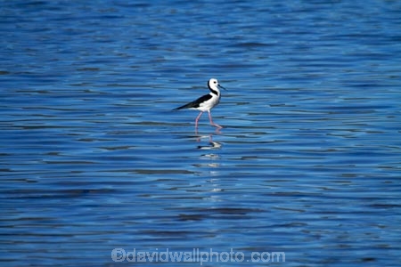 bird;bird-watching;bird_watching;birds;calm;coastal;Dunedin;eco-tourism;eco_tourism;ecotourism;Himantopus-himantopus;Hoopers-Inlet;marine;N.Z.;native;natural-history;nature;New-Zealand;NZ;ocean;Otago;Otago-Peninsula;Pied-Stilt;placid;Poaka;quiet;reflection;reflections;S.I.;sea;serene;SI;smooth;South-Is;South-Island;Sth-Is;still;stilt;stilts;tranquil;wader;waders;water;wildlife