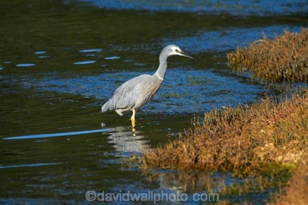 Ardea-novaehollandiae;bird;bird-watching;bird_watching;birds;calm;coastal;Dunedin;eco-tourism;eco_tourism;ecotourism;heron;herons;Hoopers-Inlet;marine;N.I.;N.Z.;native;natural-history;nature;new-zealand;NZ;ocean;Otago;Otago-Peninsula;placid;quiet;reflection;reflections;S.I.;sea;serene;SI;smooth;South-Is;South-Island;Sth-Is;still;tranquil;water;White-faced-Heron;White-faced-Herons;White_faced-Heron;White_faced-Herons;wildlife;wings