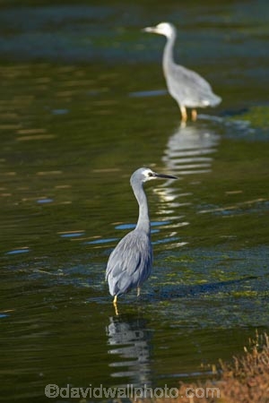 Ardea-novaehollandiae;bird;bird-watching;bird_watching;birds;calm;coastal;Dunedin;eco-tourism;eco_tourism;ecotourism;heron;herons;Hoopers-Inlet;marine;N.I.;N.Z.;native;natural-history;nature;new-zealand;NZ;ocean;Otago;Otago-Peninsula;placid;quiet;reflection;reflections;S.I.;sea;serene;SI;smooth;South-Is;South-Island;Sth-Is;still;tranquil;water;White-faced-Heron;White-faced-Herons;White_faced-Heron;White_faced-Herons;wildlife;wings