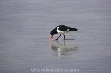 Animal;animals;Avian;Beak;Bird;bird-watching;bird_watching;birds;Dunedin;eco-tourism;eco_tourism;ecotourism;Fauna;Feather;flight;Haematopus-ostralegus;N.Z.;Natural;Nature;New-Zealand;NZ;Ornithology;Otago;Pied-Oyster_catcher;Pied-Oyster_catchers;Pied-Oystercatcher;Pied-Oystercatchers;S.I.;SI;South-Is.;South-Island;Torea;wild;wildlife