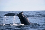 diving;tail;whale-tail;Physeter-macrocephalus;mammal;marine-mammal;cetacean;cetaceans;tails;sea;ocean