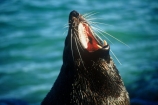 wildife;marine;mammal;nature;native;natural-history;otago-peninsula;mammals;Arctocephalus-forsteri;seal;seals;dunedin;new-zealand;nz;yawn;laugh;mouth;teeth;sand;beach;beaches;pointy-nose;whiskers;fur;snout;external-ears;acquatic;coastline;water,;sea;ocean;-