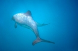 Cephalorhynchus-hectori;dolphins;dorsal;dorsal-fin;fin;fins;Lagenorhynchus-obscurus;mammal;ocean;pacific;sea;swim;swimming;swims;tail;tails;under-water;under_water;underwater;wildlife