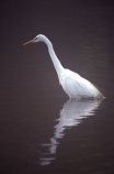 herons;bird;birds;feather;feathers;native;natives;fauna;natural;estuary;estuaries