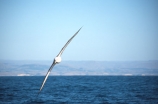 flight;flying;fly;sea;ocean;Diomedea-cauta;bird;birds;feather;feathers;coastal;wings;soar;glide;gliding;wildlife;nature;rare;native;new-zealand;natural-history;marine;eco-tourism;eco_tourism;ecotourism;bird_watching;bird-watching