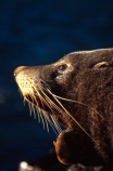 wildife;marine;mammal;nature;native;natural-history;otago-peninsula;mammals;Arctocephalus-forsteri;seal;seals;dunedin;new-zealand;nz;yawn;laugh;mouth;teeth;sand;beach;beaches;pointy-nose;whiskers;fur;snout;external-ears;acquatic;coastline;water,;sea;ocean;-
