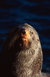 pointy-nose;whiskers;fur;snout;external-ears;acquatic;coastline;water;sea;ocean;marine;mammal;new-zealand;native;wildlife;natural-history;otago-peninsula;seals;natural;nature;mammals;Arctocephalus-forsteri