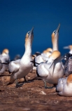 Morus-serrator;gannets;bird;birds;wildlife;nest;nests;colonies;nature;native;new-zealand;natural-history;bird_watching;bird-watching;birdwatching;ornithology;colony