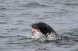sea;fish;water;ocean;seal;eat;eating;chew;chewing;tooth;teeth;food;kill;attack