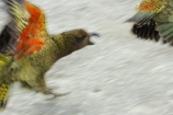 beak;beaks;bird;birds;feather;feathers;native;nestor-notabilis;wildlife;Animal;Animals;fauna;natives;natural;Nature;New-Zealand;Ornithology;South-Island;Wild;Kea;New-Zealand-Alpine-Parrot;parrot;parrots;keas;alpine-parrot;alpine-parrots;cheeky;indigenous;chase;frighten;scare;orange;fly;chasing