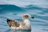 animal;animals;aquatic-bird;aquatic-birds;beak;beaks;bill;bills;bird;bird-watching;bird_watching;birds;Black_backed-Gull;Black_backed-Gulls;coast;coastal;coasts;eco-tourism;eco_tourism;ecotourism;feather;feathers;gull;gulls;kaikoura;Karoro;Larus-dominicanus;marine;marine-bird;marine-birds;marinebird;marinebirds;marlborough;natural-history;nature;new-zealand;ocean;oceans;ornithology;pacific-ocean;sea;sea-bird;sea-birds;seabird;seabirds;seagull;seagulls;shores;south-island;water-bird;water-birds;waterbird;waterbirds;wildlife