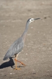 Ardea-novaehollandiae;bird;bird-watching;bird_watching;birds;Coromandel;Coromandel-Peninsula;eco-tourism;eco_tourism;ecotourism;Flaxmill-Bay;heron;herons;Maramaratotara-Bay;marine;N.I.;N.Z.;native;natural-history;nature;new-zealand;NI;North-Is;North-Is.;North-Island;NZ;Waikato;White-faced-Heron;White-faced-Herons;White_faced-Heron;White_faced-Herons;wildlife;wings