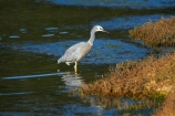 Ardea-novaehollandiae;bird;bird-watching;bird_watching;birds;calm;coastal;Dunedin;eco-tourism;eco_tourism;ecotourism;heron;herons;Hoopers-Inlet;marine;N.I.;N.Z.;native;natural-history;nature;new-zealand;NZ;ocean;Otago;Otago-Peninsula;placid;quiet;reflection;reflections;S.I.;sea;serene;SI;smooth;South-Is;South-Island;Sth-Is;still;tranquil;water;White-faced-Heron;White-faced-Herons;White_faced-Heron;White_faced-Herons;wildlife;wings
