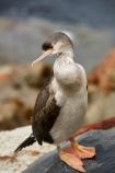 Animal;animals;Aramoana;avian;bird;bird-spotting;bird-watching;bird_watching;birds;coastal;Cormorant;Dunedin;eco-tourism;eco_tourism;ecotourism;Fauna;feather;feathers;foreshore;juvenile;Juvenile-Stewart-Island-Shag;Karuhiruhi;Leucocarbo-chalconotus;marine;N.I.;N.Z.;native;Natural;natural-history;Nature;New-Zealand;NZ;Ornithology;Otago;Otago-Harbour;S.I.;sea;sea-bird;sea-birds;sea_bird;sea_birds;seabird;seabirds;SI;South-Is;South-Is.;South-Island;Stewart-Island-Shag;Sth-Is;wild;wildlife