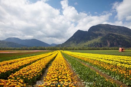 Agassiz;B.C.;BC;Bear-Mountain;bloom;blooming;blooms;British-Columbia;Canada;Canadian;color;colorful;colors;colour;colourful;colours;country;countryside;cultivation;farm;farming;farmland;farms;field;fields;flora;floral;flower;flower-farm;flower-farming;flower-farms;flowers;Fraser-Valley;fresh;garden;grow;growing;growth;horticulture;la-Colombie_Britannique;North-America;orange;paddock;paddocks;renew;rural;Seabird-Island;season;seasonal;seasons;spring;springtime;tulip;tulip-bulb-growing;tulip-farm;tulip-farming;tulip-farms;tulip-field;Tulip-Fields;Tulipa-sp.;tulips;Tulips-of-the-Valley;yellow