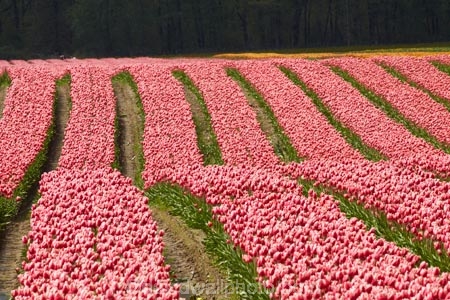 Agassiz;B.C.;BC;bloom;blooming;blooms;British-Columbia;Canada;Canadian;color;colorful;colors;colour;colourful;colours;country;countryside;cultivation;farm;farming;farmland;farms;field;fields;flora;floral;flower;flower-farm;flower-farming;flower-farms;flowers;Fraser-Valley;fresh;garden;grow;growing;growth;horticulture;la-Colombie_Britannique;North-America;paddock;paddocks;pink;renew;rural;Seabird-Island;season;seasonal;seasons;spring;springtime;tulip;tulip-bulb-growing;tulip-farm;tulip-farming;tulip-farms;tulip-field;Tulip-Fields;Tulipa-sp.;tulips;Tulips-of-the-Valley