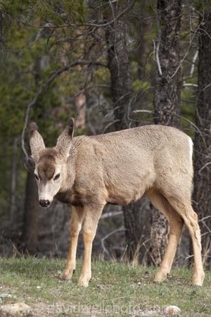 AB;Alberta;Albertas-Rockies;animal;animals;babies;baby;blacktail;Canada;Canadian;Canadian-Cordillera;Canadian-Rockies;Canadian-Rocky-Mountain-Parks;Canadian-Rocky-Mountain-Parks-World-Heritage-Site;deer;fawn;fawns;Jasper-N.P.;Jasper-National-Park;Jasper-NP;mammal;mammals;mule-deer;North-America;North-American-Cordillera;North-American-Rocky-Mountains-Range;Odocoileus-hemionus;Rocky-Mountains;Rocky-Mountains-Range;Western-Canada;Western-Cordillera;wildlife