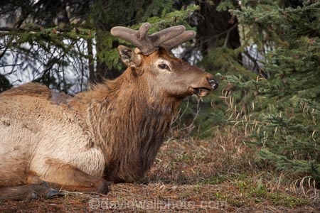 AB;Alberta;Albertas-Rockies;animal;animals;Banff;Banff-N.P.;Banff-National-Park;Banff-NP;Canada;Canadian;Canadian-Cordillera;Canadian-Rockies;Canadian-Rocky-Mountain-Parks;Canadian-Rocky-Mountain-Parks-World-Heritage-Site;Cervidae;Cervus-canadensis;deer;deers;elk;mammal;mammals;North-America;North-American-Cordillera;North-American-Rocky-Mountains-Range;Rocky-Mountains;Rocky-Mountains-Range;UN-world-heritage-area;UN-world-heritage-site;UNESCO-World-Heritage-area;UNESCO-World-Heritage-Site;united-nations-world-heritage-area;united-nations-world-heritage-site;wapiti;Western-Canada;Western-Cordillera;wildlife;world-heritage;world-heritage-area;world-heritage-areas;World-Heritage-Park;World-Heritage-site;World-Heritage-Sites
