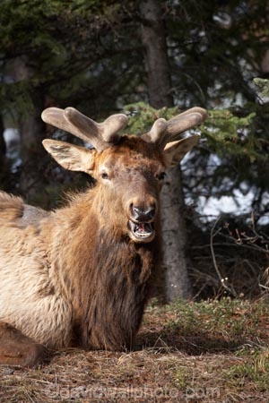 AB;Alberta;Albertas-Rockies;animal;animals;Banff;Banff-N.P.;Banff-National-Park;Banff-NP;Canada;Canadian;Canadian-Cordillera;Canadian-Rockies;Canadian-Rocky-Mountain-Parks;Canadian-Rocky-Mountain-Parks-World-Heritage-Site;Cervidae;Cervus-canadensis;deer;deers;elk;mammal;mammals;North-America;North-American-Cordillera;North-American-Rocky-Mountains-Range;Rocky-Mountains;Rocky-Mountains-Range;UN-world-heritage-area;UN-world-heritage-site;UNESCO-World-Heritage-area;UNESCO-World-Heritage-Site;united-nations-world-heritage-area;united-nations-world-heritage-site;wapiti;Western-Canada;Western-Cordillera;wildlife;world-heritage;world-heritage-area;world-heritage-areas;World-Heritage-Park;World-Heritage-site;World-Heritage-Sites