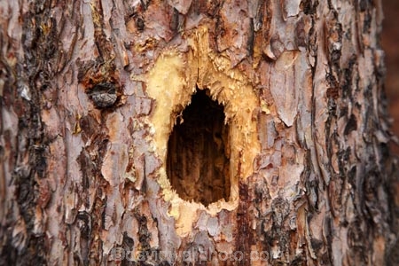 AB;Alberta;Albertas-Rockies;animal-hole-in-tree;animal-nest;animal-nests;Banff-N.P.;Banff-National-Park;Banff-NP;Canada;Canadian;Canadian-Cordillera;Canadian-Rockies;Canadian-Rocky-Mountain-Parks;Canadian-Rocky-Mountain-Parks-World-Heritage-Site;hole-in-tree;holes-in-trees;Johnston-Canyon;nest-nests;North-America;North-American-Cordillera;North-American-Rocky-Mountains-Range;Rocky-Mountains;Rocky-Mountains-Range;squirrel-nest;squirrel-nests;tree;tree-trunk;tree-trunks;trees;UN-world-heritage-area;UN-world-heritage-site;UNESCO-World-Heritage-area;UNESCO-World-Heritage-Site;united-nations-world-heritage-area;united-nations-world-heritage-site;Western-Canada;Western-Cordillera;world-heritage;world-heritage-area;world-heritage-areas;World-Heritage-Park;World-Heritage-site;World-Heritage-Sites