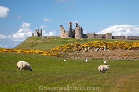 1313;abandon;abandoned;agricultural;agriculture;battlement;battlements;Britain;British-Isles;building;buildings;castellated;castellations;castle;castle-ruins;castles;country;countryside;crenellation;crenellations;derelict;dereliction;deserted;desolate;desolation;Dunstanburgh-Castle;Dunstanburgh-Castle-Ruins;England;English;Europe;farm;farming;farmland;farms;field;fields;fort;fortification;fortress;fortresses;G.B.;GB;gorse;Grade-listed-building;Great-Britain;heritage;historic;historic-building;historic-buildings;historical;historical-building;historical-buildings;history;meadow;meadows;N.E.-England;NE-England;North-East-England;Northumberland;old;paddock;paddocks;pasture;pastures;ruin;ruined-castle;ruins;run-down;rural;stone-buidling;stone-buildings;tradition;traditional;U.K.;UK;United-Kingdom