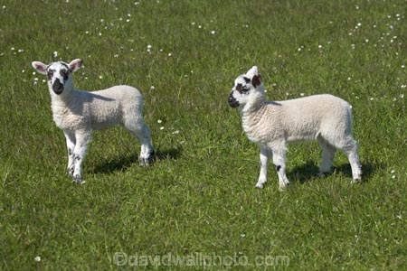 agricultural;agriculture;Animal;Animals;Britain;British-Isles;country;countryside;Craster;England;English;Europe;ewes;farm;Farm-animals;farming;farmland;farms;field;fields;G.B.;GB;Great-Britain;herbivore;herbivores;herbivorous;lamb;lambs;livestock;mammal;mammals;meadow;meadows;N.E.-England;NE-England;North-East-England;Northumberland;Outdoor;Outdoors;Outside;paddock;paddocks;pasture;pastures;rural;sheep;stock;U.K.;UK;United-Kingdom;white;wool;woolly;wooly