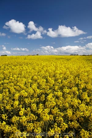 agricultural;agriculture;Britain;British-Isles;Christon-Bank;country;countryside;crop;crops;Embleton;England;English;Europe;farm;farming;farmland;farms;field;fields;G.B.;GB;Great-Britain;horticulture;meadow;meadows;N.E.-England;NE-England;North-East-England;Northumberland;paddock;paddocks;pasture;pastures;plant;plants;rape-field;rape-fields;rapeseed;rapeseed-field;rapeseed-fields;rapeseeds;rural;U.K.;UK;United-Kingdom;yellow;yellow-field;yellow-fields