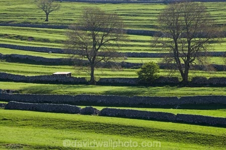 agricultural;agriculture;Britain;British-Isles;country;countryside;dry-stone-wall;dry-stone-walls;dry_stone-wall;dry_stone-walls;drystone-wall;drystone-walls;England;English-countryside;Europe;farm;farming;farmland;farms;fence;fence-line;fence-lines;fence_line;fence_lines;fenceline;fencelines;fences;field;fields;G.B.;GB;grass;Great-Britain;green;heritage;historic;livestock;Malham;meadow;meadows;North-Yorkshire;Northern-England;paddock;paddocks;pasture;pastures;rock-wall;rock-walls;rural;sheep;stock;stone-fence;stone-fences;stone-wall;stone-walling;stone-wallings;stone-walls;tradition;traditional;tree;trees;U.K.;UK;United-Kingdom;Yorkshire;Yorkshire-countryside;Yorkshire-Dales;Yorkshire-Dales-National-Park;Yorkshire-Farm;Yorkshire-Farmland;Yorkshire-Farmlands;Yorkshire-Farms