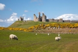 1313;abandon;abandoned;agricultural;agriculture;battlement;battlements;Britain;British-Isles;building;buildings;castellated;castellations;castle;castle-ruins;castles;country;countryside;crenellation;crenellations;derelict;dereliction;deserted;desolate;desolation;Dunstanburgh-Castle;Dunstanburgh-Castle-Ruins;England;English;Europe;farm;farming;farmland;farms;field;fields;fort;fortification;fortress;fortresses;G.B.;GB;gorse;Grade-listed-building;Great-Britain;heritage;historic;historic-building;historic-buildings;historical;historical-building;historical-buildings;history;meadow;meadows;N.E.-England;NE-England;North-East-England;Northumberland;old;paddock;paddocks;pasture;pastures;ruin;ruined-castle;ruins;run-down;rural;stone-buidling;stone-buildings;tradition;traditional;U.K.;UK;United-Kingdom