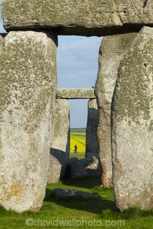 2500-BC;ancient-monument;ancient-monuments;ancient-stone-circle;Britain;Bronze-Age-monuments;circle-of-bluestones;circle-of-sarsen-stones-with-lintels;crop;crops;England;English-heritage;G.B.;GB;Great-Britain;heritage;historic;historic-place;historic-places;historic-site;historic-sites;historical;historical-place;historical-places;historical-site;historical-sites;history;horseshoe-of-sarsen-trilithons;National-Monument;Neolithic-monuments;old;people;person;plant;plants;prehistoric-monument;prehistoric-monuments;rape-field;rape-fields;rapeseed;rapeseed-field;rapeseed-fields;rapeseeds;rock-circle;rock-circles;Scheduled-Ancient-Monument;standing-stones;stone-circle;stone-circles;Stonehenge;tourist;tourists;tradition;traditional;U.K.;UK;UNESCO-World-Heritage-Area;UNESCO-World-Heritage-Site;United-Kingdom;Wiltshire;World-Heritage;World-Heritage-Area;World-Heritage-Areas;World-Heritage-Site;World-Heritage-Sites;yellow;yellow-field;yellow-fields