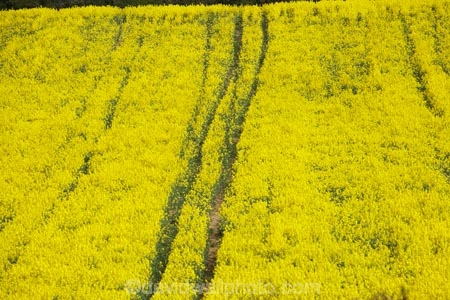 agricultural;agriculture;britain;chickerell;country;countryside;crop;crops;dorset;england;English-countryside;farm;farming;farmland;farms;field;fields;G.B.;GB;great-britain;horticulture;kingdom;meadow;meadows;near;o8l4883;paddock;paddocks;pasture;pastures;plant;plants;rape-field;rape-fields;rapeseed;Rapeseed-Field;rapeseed-fields;rapeseeds;rural;U.K.;uk;united;united-kingdom;weymouth;yellow;yellow-field;yellow-fields