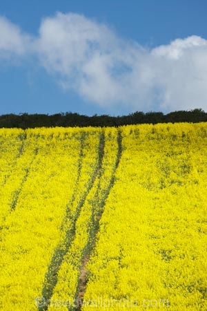 agricultural;agriculture;britain;chickerell;country;countryside;crop;crops;dorset;england;English-countryside;farm;farming;farmland;farms;field;fields;G.B.;GB;great-britain;horticulture;kingdom;meadow;meadows;near;o8l4886;paddock;paddocks;pasture;pastures;plant;plants;rape-field;rape-fields;rapeseed;Rapeseed-Field;rapeseed-fields;rapeseeds;rural;U.K.;uk;united;united-kingdom;weymouth;yellow;yellow-field;yellow-fields