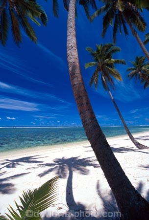 beach;beaches;coast;coastline;coconut-palm;coconut-palms;coconut-tree;coconut-trees;cocos-nucifera;heavenly;holiday;holidays;horizon;horizons;idyllic;island;islands;leisure;melanesia;ocean;outdoor;outdoors;outside;pacific;palm;palm-tree;palms;palm-trees;paradise;plant;plants;sand;sandy;scenic;scenics;sea;shadow;shadows;shore;shores;shoreline;summer;summertime;travel;travels;tree;trees;tropical;vacation;vacations;vegetation;viti-levu;water;world-locations;world-travel;horse;rider;ride;relax;relaxing;serene;peaceful;quiet;restful;rest;calm;tranquil;still