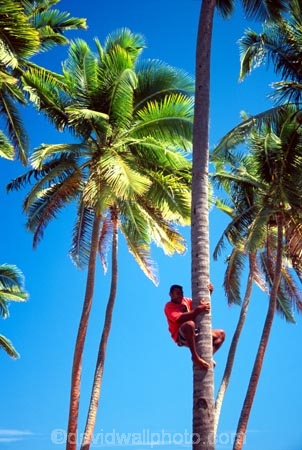 coconut-palm;coconut-palms;coconut-tree;coconut-trees;cocos-nucifera;island;islands;melanesia;outdoor;outdoors;outside;palm;palm;climb;climbing;climber;man;person
