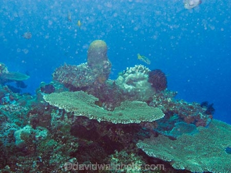 coral;corals;diving;Fij;Fiji-Islands;fishes;island;islands;Mamanuca-Is;Mamanuca-Islands;Mamanucas;Mana-Is;Mana-Island;marine;marine-life;marinelife;Mulloidichthys-vanicolensis;North-Reef;oceanlife;Pacific;scuba;scuba-diving;sealife;South-Pacific;table-coral;under-water;under_water;undersea;underwater;underwater-photo;underwater-photography;underwater-photos