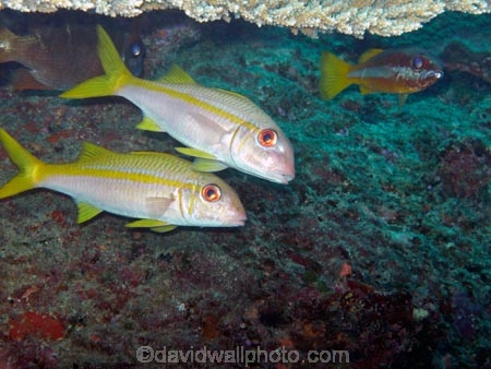 coral;corals;diving;Fij;Fiji-Islands;fish;fishes;island;islands;Lutjanus-biguttatus.;Mamanuca-Is;Mamanuca-Islands;Mamanucas;Mana-Is;Mana-Island;marine;marine-life;marinelife;Mulloidichthys-vanicolensis;North-Reef;oceanlife;Pacific;scuba;scuba-diving;sealife;South-Pacific;table-coral;tropical-fish;Two_spot-banded-seaperch;Two_spot-banded-snapper;under-water;under_water;undersea;underwater;underwater-photo;underwater-photography;underwater-photos;Yellowfin-goatfish
