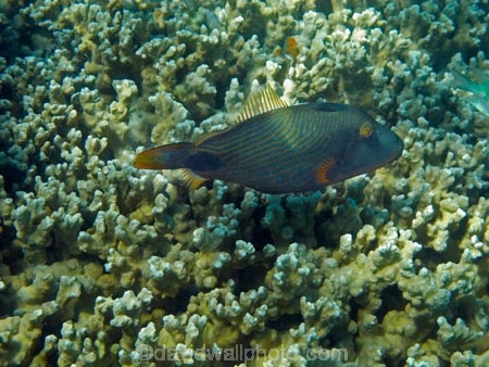 Balistapus-undulatus;coast;coastal;coasts;coral;coral-reef;coral-reefs;corals;diving;Fij;Fiji;Fiji-Islands;fish;fishes;island;islands;Malolo-Lailai-Is;Malolo-Lailai-Island;Malololailai-Is;Malololailai-Island;Mamanuca-Group;Mamanuca-Is;Mamanuca-Island-Group;Mamanuca-Islands;Mamanucas;marine;marine-environment;marine-life;marinelife;ocean;oceanlife;Orange_lined-triggerfish;Orangestriped-triggerfish;Pacific;Pacific-Island;Pacific-Islands;Plantation-Is;Plantation-Is-Resort;Plantation-Island;Plantation-Island-Resort;Red_lined-triggerfish;reef;reefs;sea;sealife;snorkelling;South-Pacific;tropical-fish;tropical-island;tropical-islands;tropical-reef;tropical-reefs;under-water;under_water;undersea;underwater;underwater-photo;underwater-photography;underwater-photos;water