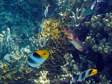 butterflyfish;Chaetodon-ulietensis;Chaetodontidae;coast;coastal;coasts;coral-reef;coral-reefs;corals;diving;Double-Saddle-Butterfly-fish;Double-Saddle-Butterflyfish;Doublesaddle-Butterfly-fish;Doublesaddle-Butterflyfish;False-Falcula-Butterfly-fish;False-Falcula-Butterflyfish;False-Furcula-Butterflyfish;Fij;Fiji;Fiji-Islands;fish;fishes;island;islands;Lattice-soldierfish;Malolo-Lailai-Is;Malolo-Lailai-Island;Malololailai-Is;Malololailai-Island;Mamanuca-Group;Mamanuca-Is;Mamanuca-Island-Group;Mamanuca-Islands;Mamanucas;marine;marine-environment;marine-life;marinelife;Myripristis-violacea;ocean;oceanlife;Pacific;Pacific-Double_saddle-Butterflyfish;Pacific-Island;Pacific-Islands;Plantation-Is;Plantation-Is-Resort;Plantation-Island;Plantation-Island-Resort;reef;reefs;Saddled-Butterfly-fish;Saddled-Butterflyfish;sea;sealife;snorkelling;South-Pacific;Squirrelfishes;tropical-fish;tropical-island;tropical-islands;tropical-reef;tropical-reefs;under-water;under_water;undersea;underwater;underwater-photo;underwater-photography;underwater-photos;Violet-Soldierfish;water