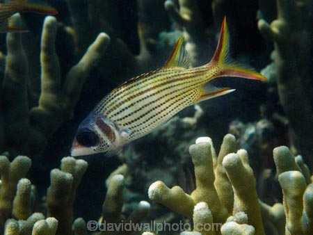 Clearfin-squirrelfish;coast;coastal;coasts;coral;coral-reef;coral-reefs;corals;diving;Fij;Fiji;Fiji-Islands;fish;fishes;island;islands;Malolo-Lailai-Is;Malolo-Lailai-Island;Malololailai-Is;Malololailai-Island;Mamanuca-Group;Mamanuca-Is;Mamanuca-Island-Group;Mamanuca-Islands;Mamanucas;marine;marine-environment;marine-life;marinelife;Neoniphon-argenteus;ocean;oceanlife;Pacific;Pacific-Island;Pacific-Islands;Plantation-Is;Plantation-Is-Resort;Plantation-Island;Plantation-Island-Resort;reef;reefs;sea;sealife;Silver-squirrelfish;smooth-squirrelfish;snorkelling;South-Pacific;squirrelfish;tropical-fish;tropical-island;tropical-islands;tropical-reef;tropical-reefs;under-water;under_water;undersea;underwater;underwater-photo;underwater-photography;underwater-photos;water