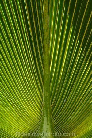 Fij;Fiji-Islands;frond;fronds;green;island;islands;Nadi;Pacific;palm-frond;palm-fronds;pattern;patterns;South-Pacific;Viti-levu