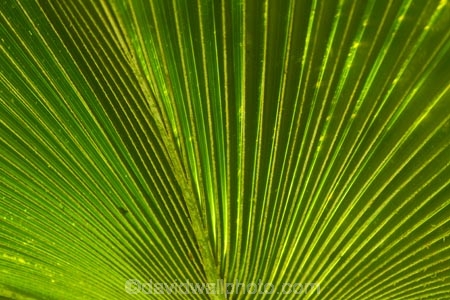 Fij;Fiji-Islands;frond;fronds;green;island;islands;Nadi;Pacific;palm-frond;palm-fronds;pattern;patterns;South-Pacific;Viti-levu