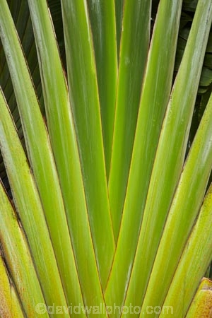 Coral-Coast;Fij;Fiji;Fiji-Islands;frond;fronds;green;Pacific;palm;palm-frond;palm-fronds;palm-tree;palm-trees;palms;pattern;patterns;South-Pacific;Viti-Levu
