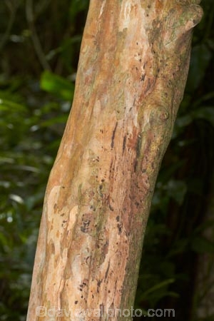 Coral-Coast;Fij;Fiji-Islands;forest;forests;Korotogo;Kula-Eco-Park;Kula-Ecopark;Pacific;rainforest;rainforests;Sigatoka;South-Pacific;tourist-attraction;tourist-attractions;tree;trees;trunk;trunks;Viti-Levu;Viti-Levu-Island