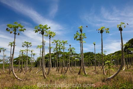 Carica-papaya;Coral-Coast;Fij;Fiji;Fiji-Islands;fruit;Lower-Sigatoka-River-Valley;Lower-Sigatoka-Valley;Pacific;papaw;papaya;papaya-orchard;papaya-plantation;papayas;pawpaw;pawpaw-orchard;pawpaw-plantation;pawpaws;Sigatoka;Sigatoka-Valley;South-Pacific;tropical-fruit;Viti-Levu