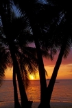 beach;beaches;calm;coast;coastal;coastline;coastlines;coasts;dusk;evening;Fij;Fiji;Fiji-Islands;foreshore;holiday;holiday-resort;holiday-resorts;holidays;Malolo-Lailai-Is;Malolo-Lailai-Island;Malololailai-Is;Malololailai-Island;Mamanuca-Group;Mamanuca-Is;Mamanuca-Island-Group;Mamanuca-Islands;Mamanucas;nightfall;ocean;orange;Pacific;Pacific-Island;Pacific-Islands;palm;palm-frond;palm-fronds;palm-tree;palm-trees;palms;placid;Plantation-Is;Plantation-Is-Resort;Plantation-Island;Plantation-Island-Resort;quiet;reflection;reflections;resort;resort-hotel;resort-hotels;resorts;sand;sandy;sea;serene;shore;shoreline;shorelines;shores;sky;smooth;South-Pacific;still;sunset;sunsets;tranquil;tropical-island;tropical-islands;twilight;vacation;vacations;water