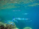 coast;coastal;coasts;coral;coral-reef;coral-reefs;diving;Fij;Fiji;Fiji-Islands;fish;fishes;island;islands;Longtom;Malolo-Lailai-Is;Malolo-Lailai-Island;Malololailai-Is;Malololailai-Island;Mamanuca-Group;Mamanuca-Is;Mamanuca-Island-Group;Mamanuca-Islands;Mamanucas;marine;marine-environment;marine-life;marinelife;Needlefish;ocean;oceanlife;Pacific;Pacific-Island;Pacific-Islands;Plantation-Is;Plantation-Is-Resort;Plantation-Island;Plantation-Island-Resort;reef;reefs;sea;sealife;snorkelling;South-Pacific;tropical-fish;tropical-island;tropical-islands;tropical-reef;tropical-reefs;Tylosurus;under-water;under_water;undersea;underwater;underwater-photo;underwater-photography;underwater-photos;water