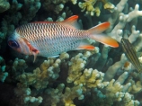 coast;coastal;coasts;coral;coral-reef;coral-reefs;corals;diving;Fij;Fiji;Fiji-Islands;fish;fishes;island;islands;Lattice-soldierfish;Malolo-Lailai-Is;Malolo-Lailai-Island;Malololailai-Is;Malololailai-Island;Mamanuca-Group;Mamanuca-Is;Mamanuca-Island-Group;Mamanuca-Islands;Mamanucas;marine;marine-environment;marine-life;marinelife;Myripristis-violacea;ocean;oceanlife;Pacific;Pacific-Island;Pacific-Islands;Plantation-Is;Plantation-Is-Resort;Plantation-Island;Plantation-Island-Resort;reef;reefs;sea;sealife;snorkelling;South-Pacific;Squirrelfishes;tropical-fish;tropical-island;tropical-islands;tropical-reef;tropical-reefs;under-water;under_water;undersea;underwater;underwater-photo;underwater-photography;underwater-photos;Violet-Soldierfish;water